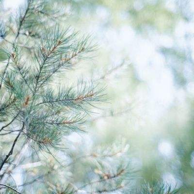 一肖三码手机app下载